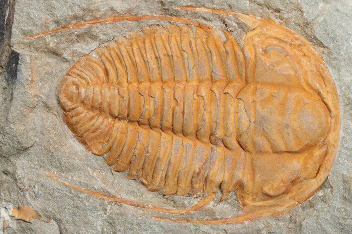 Cambrian Hamatolenus Trilobite - Tinjdad, Morocco #173253